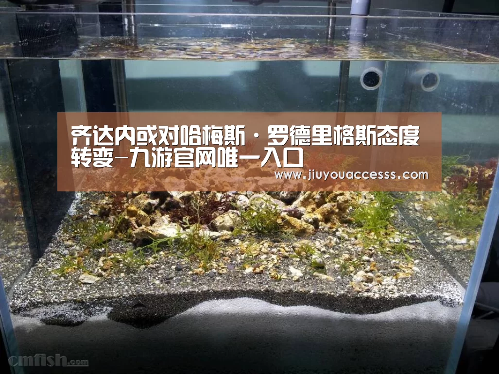 齐达内或对哈梅斯·罗德里格斯态度转变-九游官网唯一入口 (图2) 九游体育